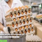 Qatar Egg Packing Jobs with Visa Sponsorship 2026