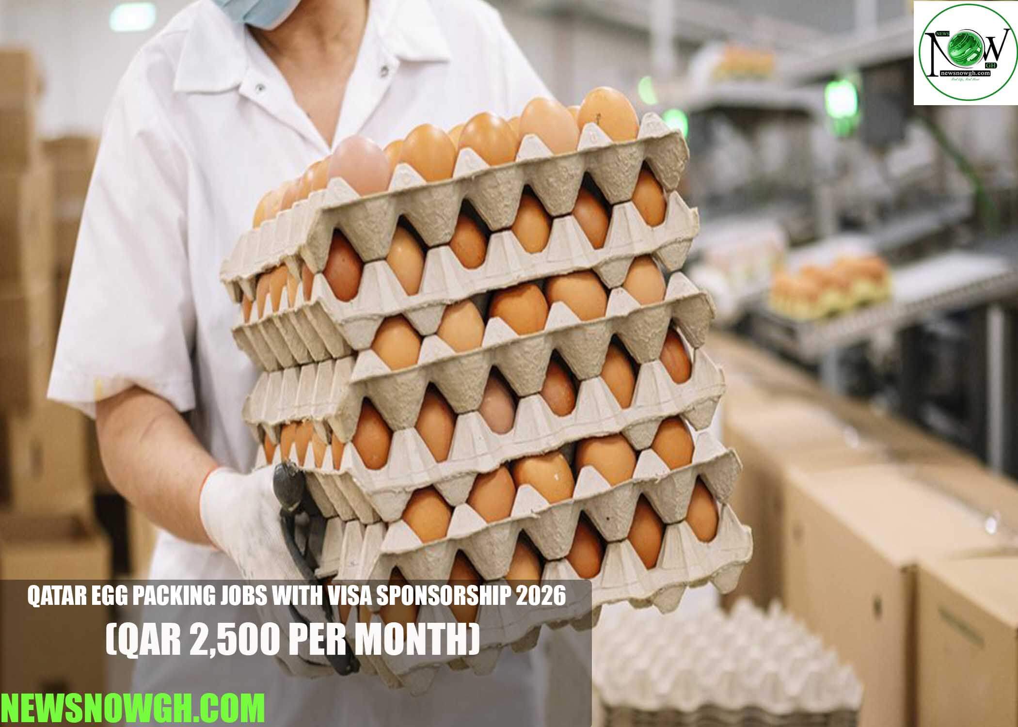 Qatar Egg Packing Jobs with Visa Sponsorship 2026
