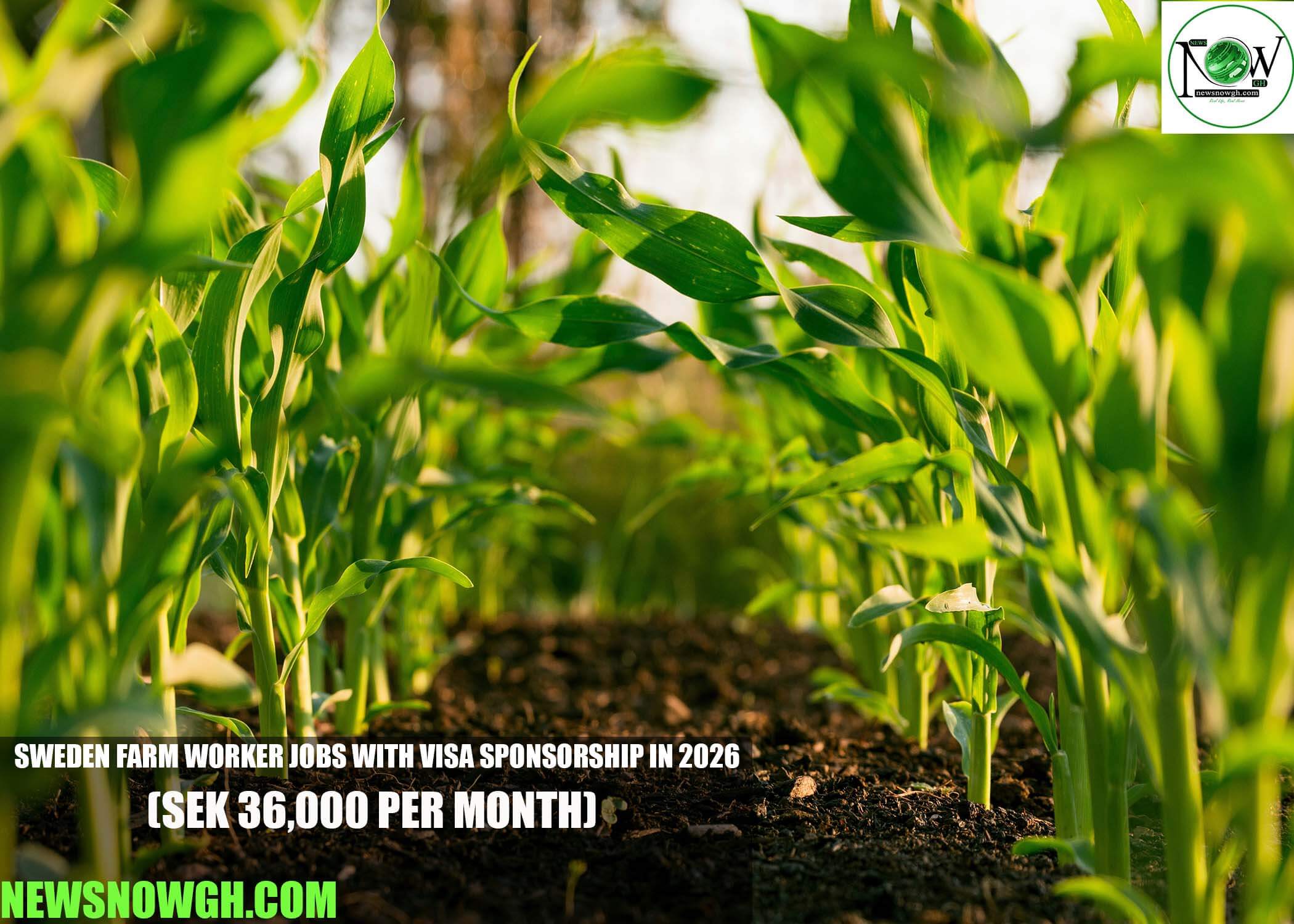Sweden Farm Worker Jobs with Visa Sponsorship in 2026