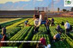 Agriculture Jobs in Spain with Visa Sponsorship 2026