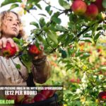 Apple Picking and Packing Jobs in UK With Visa Sponsorship