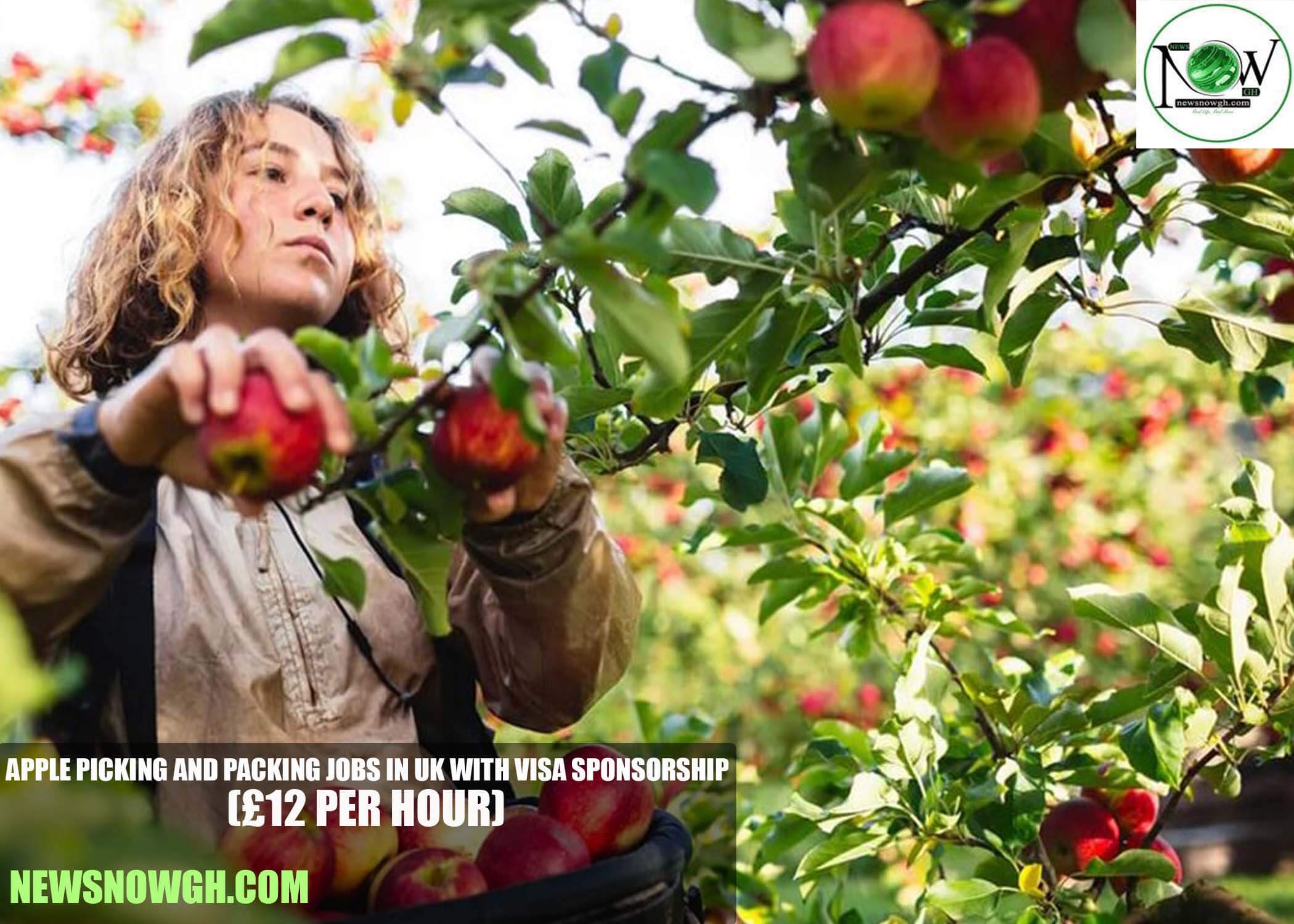 Apple Picking and Packing Jobs in UK With Visa Sponsorship