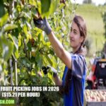 Canada Fruit Picking Jobs in 2026
