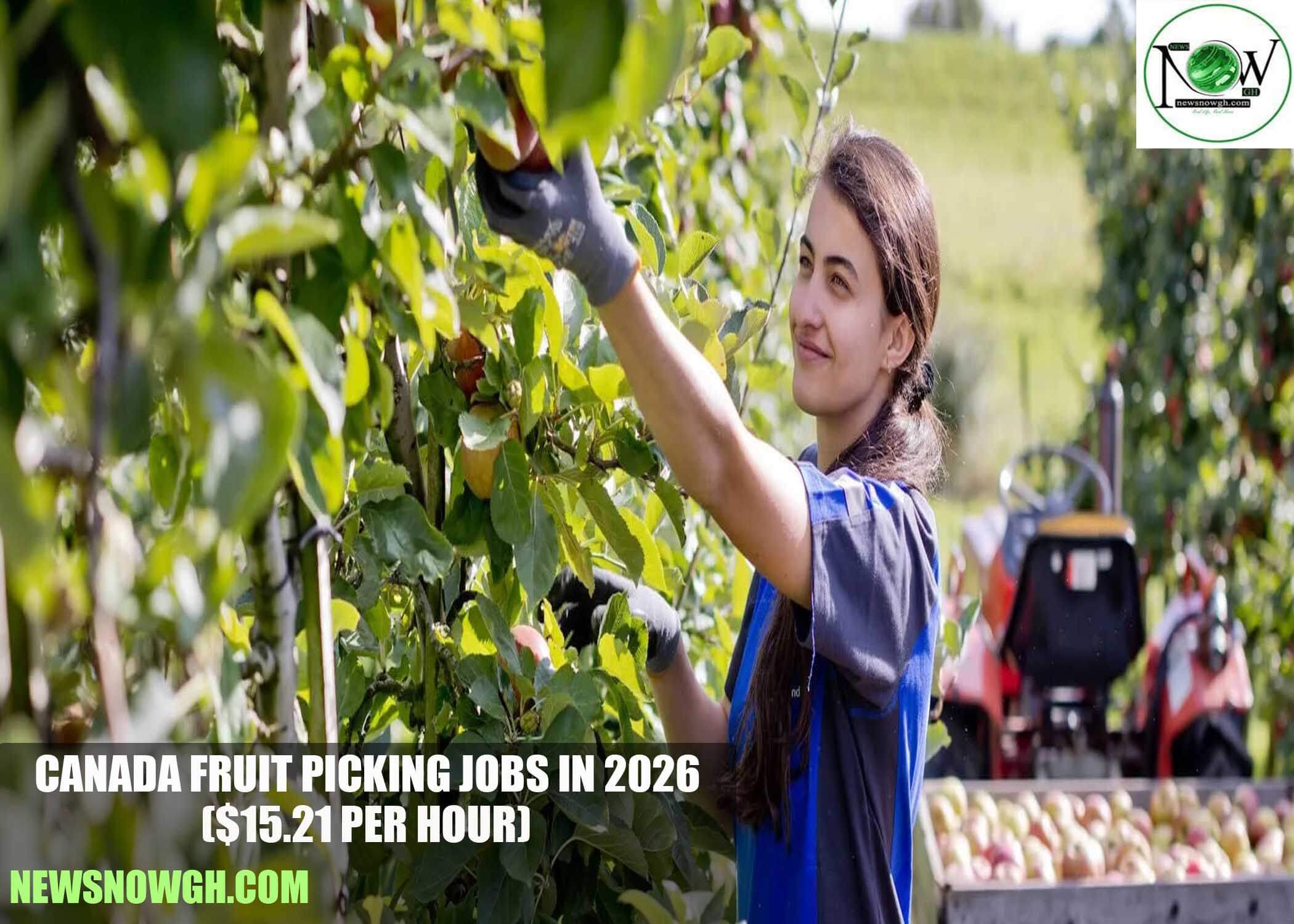 Canada Fruit Picking Jobs in 2026