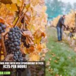 France Vineyard Jobs with Visa Sponsorship in 2026