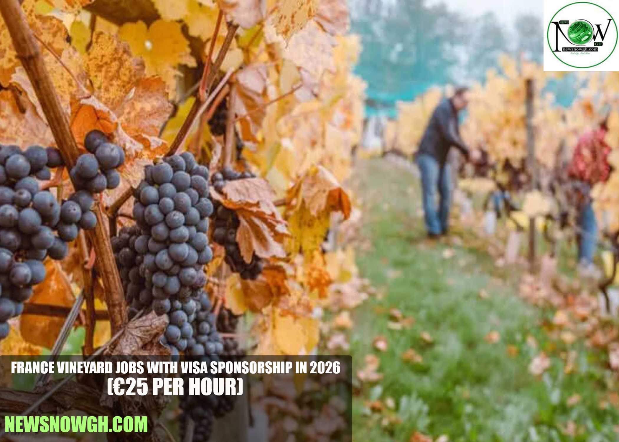 France Vineyard Jobs with Visa Sponsorship in 2026