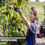 Fruit Picking Jobs in UK with Visa Sponsorship 2026