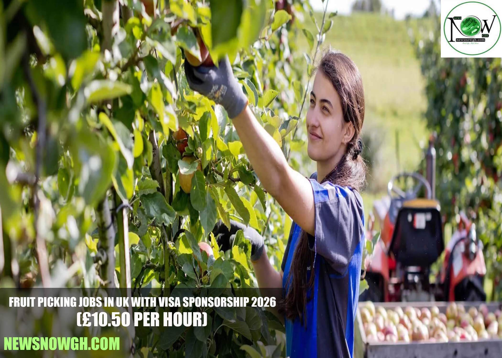 Fruit Picking Jobs in UK with Visa Sponsorship 2026