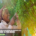 Fruit-picking Jobs in Switzerland for Foreigners 2026