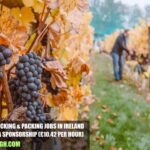 Grapes Picking & Packing Jobs in Ireland