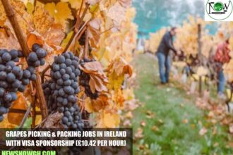 Grapes Picking & Packing Jobs in Ireland