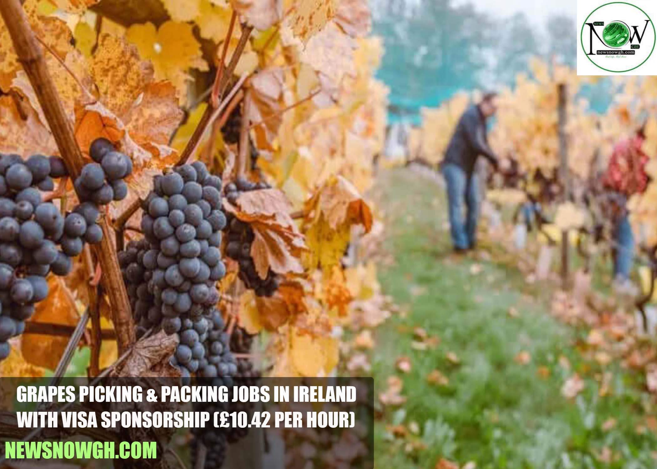 Grapes Picking & Packing Jobs in Ireland
