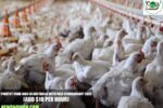 Poultry Farm Jobs in Australia with Visa Sponsorship