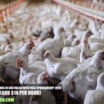 Poultry Farm Jobs in Australia with Visa Sponsorship