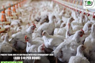 Poultry Farm Jobs in Australia with Visa Sponsorship