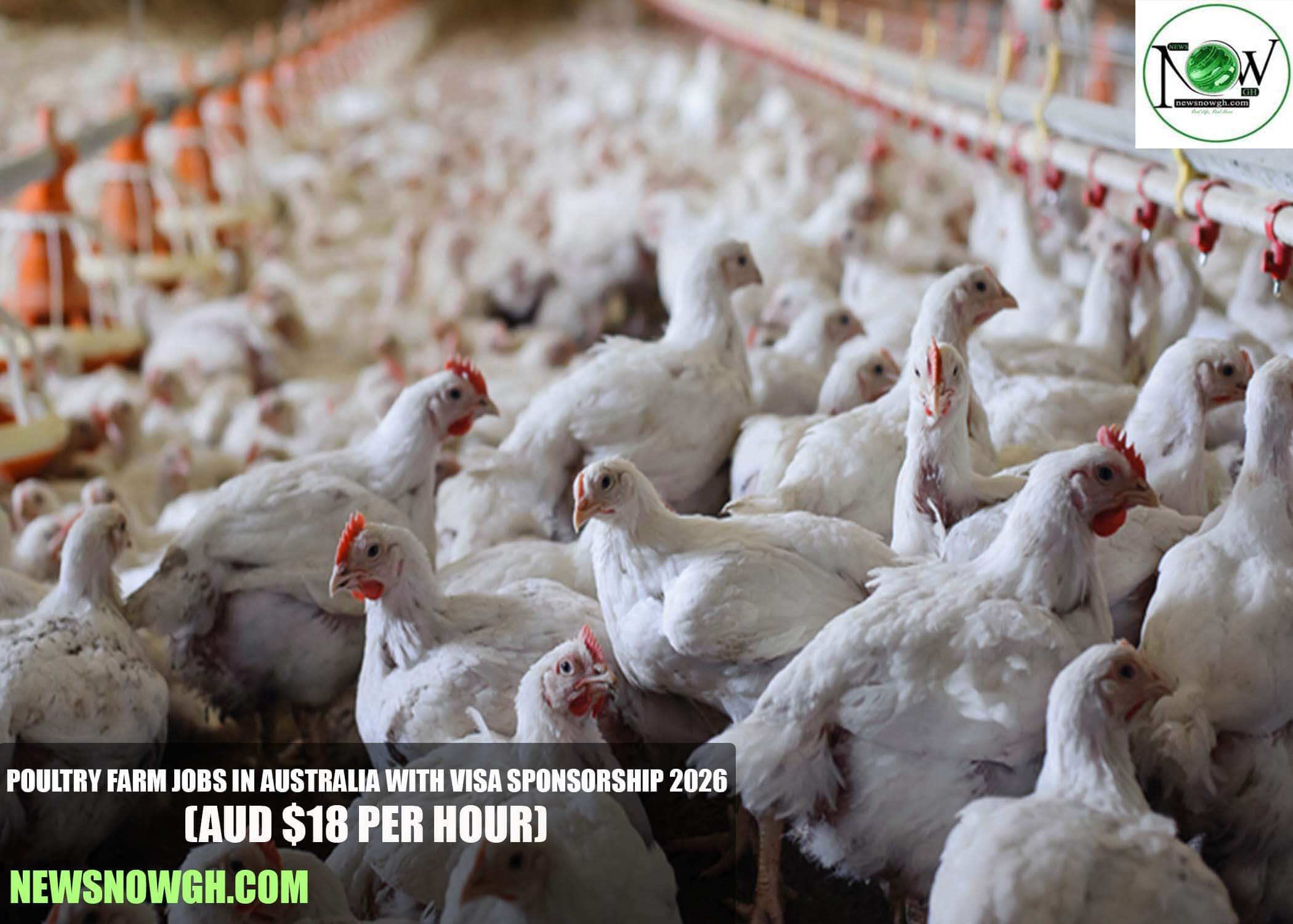 Poultry Farm Jobs in Australia with Visa Sponsorship