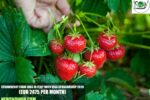 Strawberry Farm Jobs in Italy with Visa Sponsorship 2026