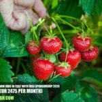 Strawberry Farm Jobs in Italy with Visa Sponsorship 2026
