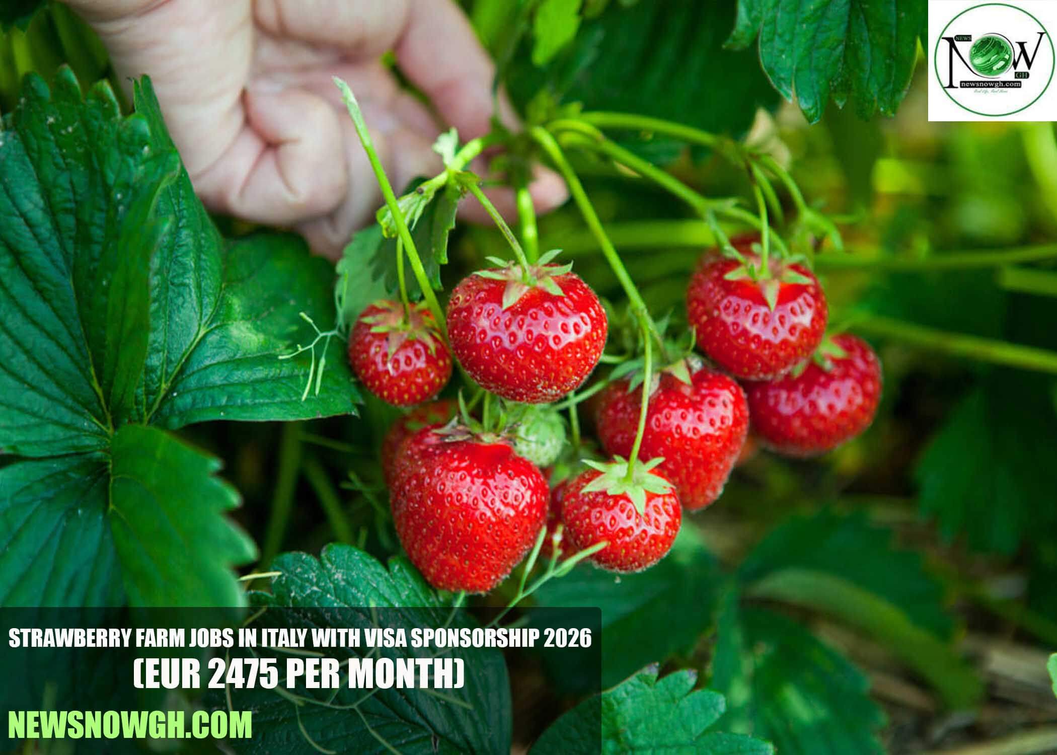 Strawberry Farm Jobs in Italy with Visa Sponsorship 2026