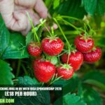 Strawberry Picking Jobs in UK with Visa Sponsorship