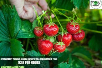 Strawberry Picking Jobs in UK with Visa Sponsorship