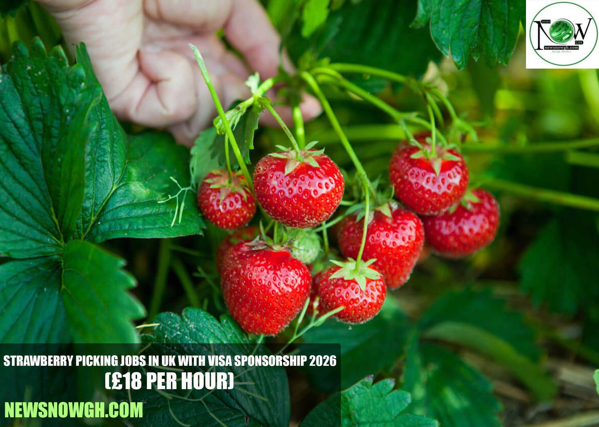 Strawberry Picking Jobs in UK with Visa Sponsorship