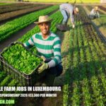 Vegetable Farm Jobs in Luxembourg